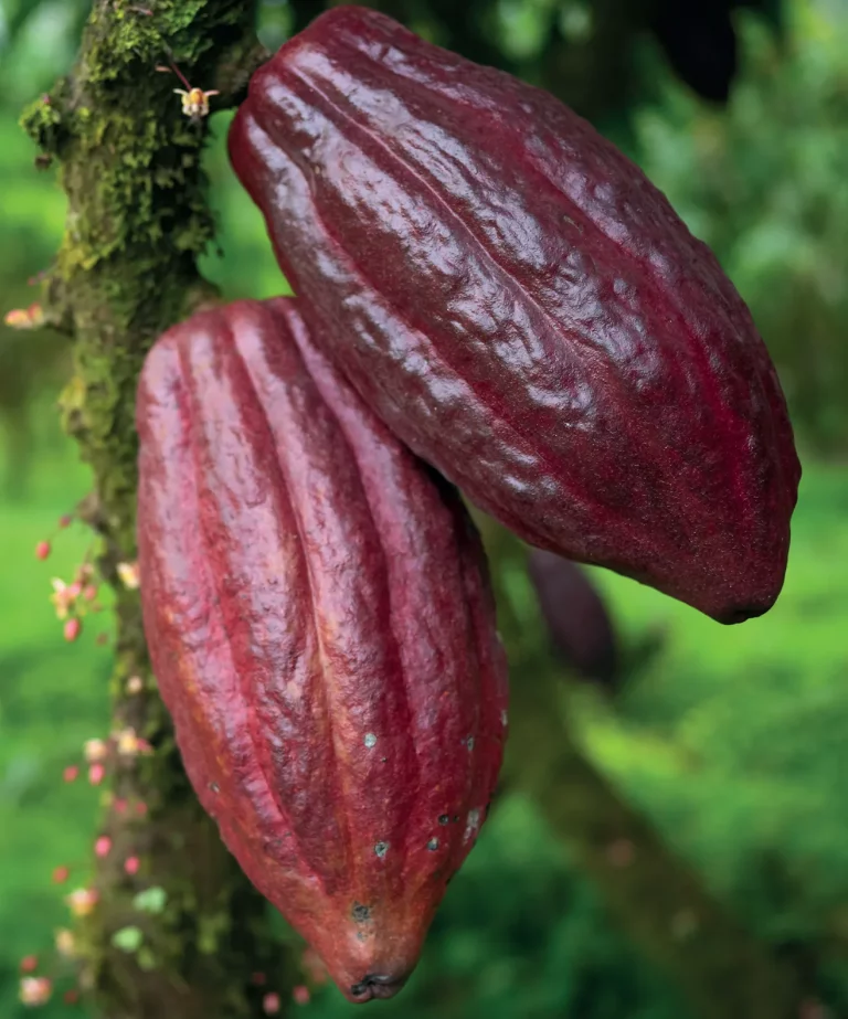 origini del cacao felchlin costa rica