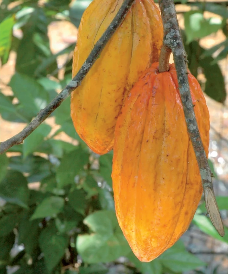 origini del cacao repubblica dominicana maison dolci